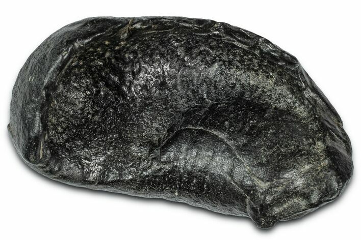 Large Fossil Whale Ear Bone - South Carolina #332008